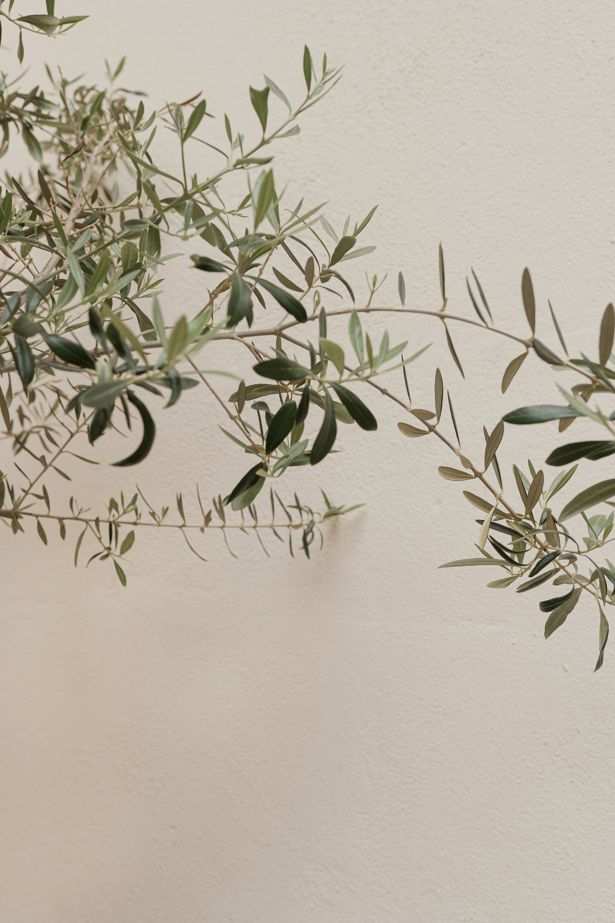 Branches of Plant against the Beige Wall